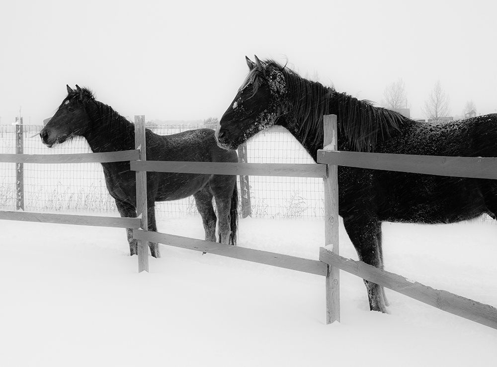 Horses in standing in snowy weather-Edgewood-New Mexico art print by Maresa Pryor for $57.95 CAD